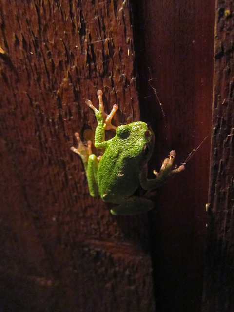 http://www.stevetwardowski.com/files/gimgs/1_treefrog2_v2.jpg